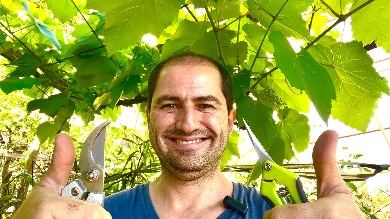 DESBROTA DA VIDEIRA AUMENTA A PRODUÇÃO E QUALIDADE DAS UVAS 