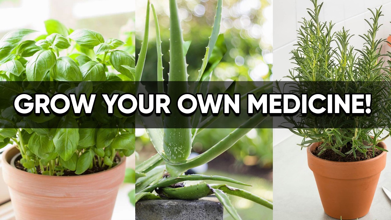 7 Healing Plants You Can Grow at Home &mdash; Turn Your Garden into a Natural Pharmacy
