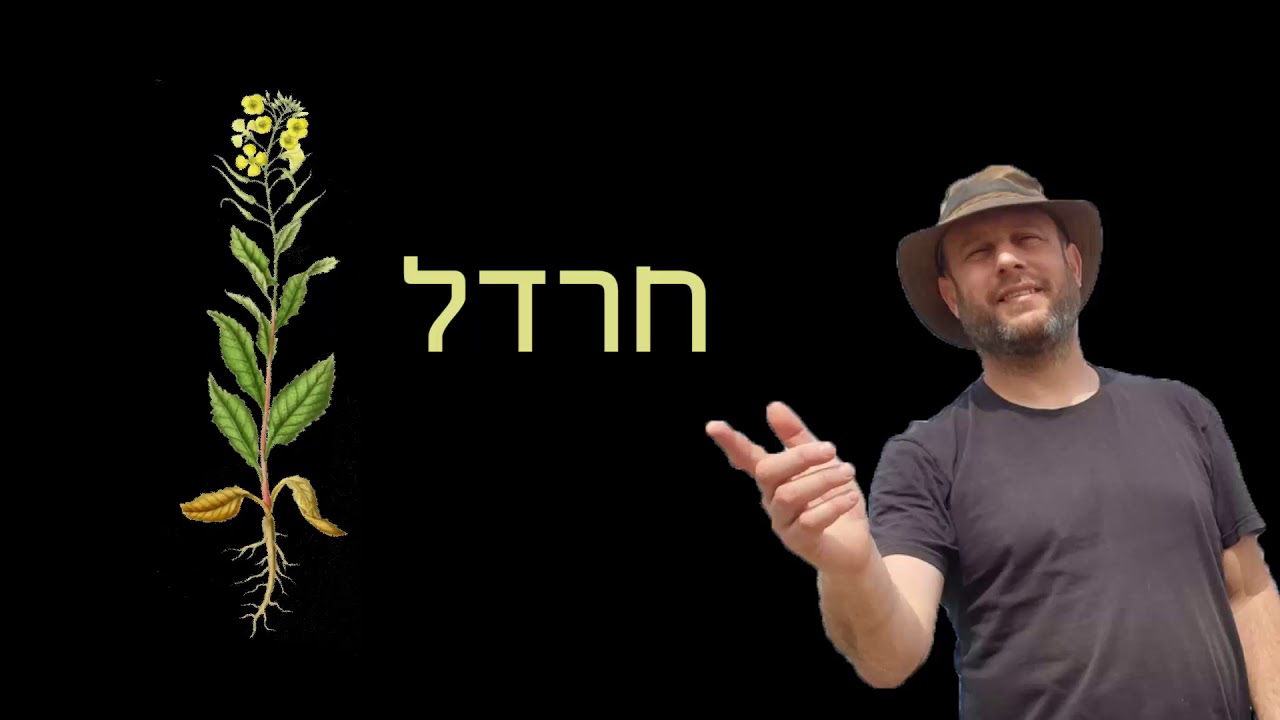 החרדל