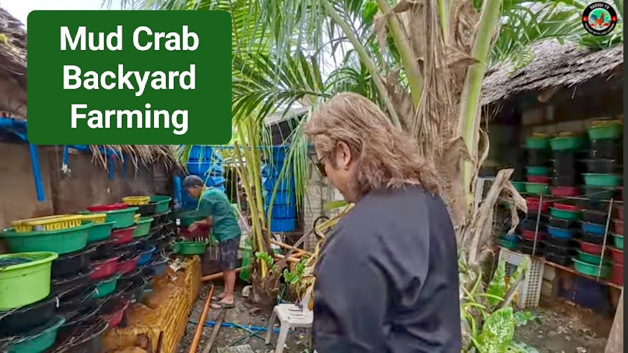 EP599: Mud Crab backyard farming.. kumikitang negosyo