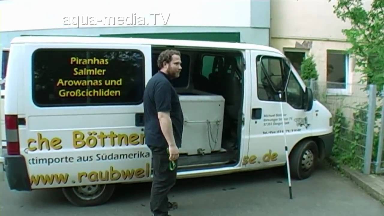 Umgesetzt - Riesenfische ziehen um!