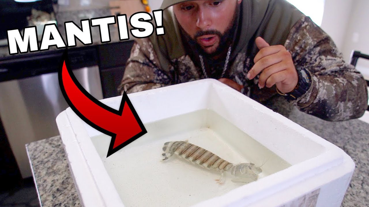 GIANT SPEARING MANTIS SHRIMP PET for SALTWATER HOME AQUARIUM!