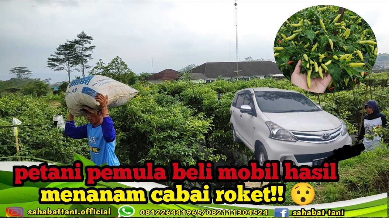 Petani pemula tanam cabai roket!!