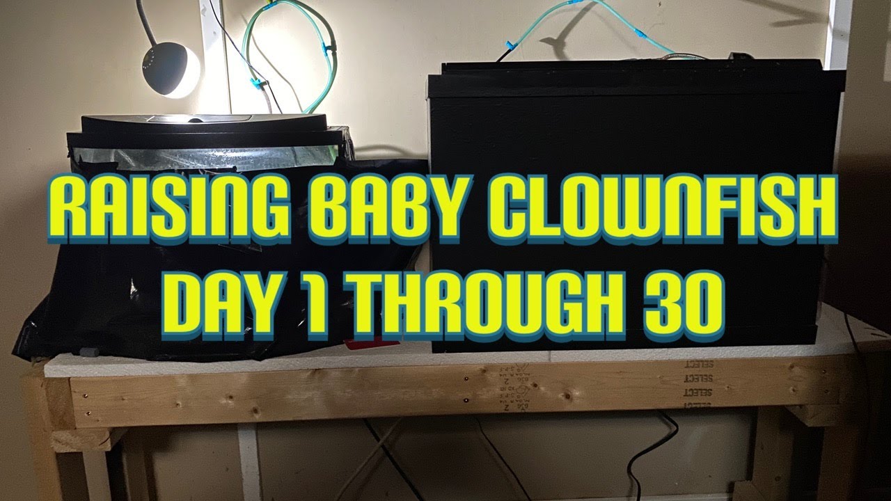 Raising Clownfish, Day 1 Through Day 30