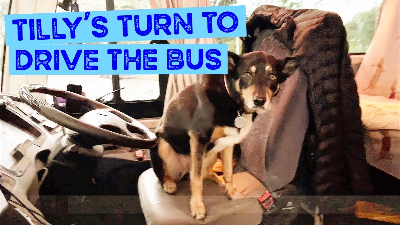 Morning Doggy Bus Pick Ups, Tilly the Kelpie Driving & they Call Him Good Boy Gus the Weimaraner