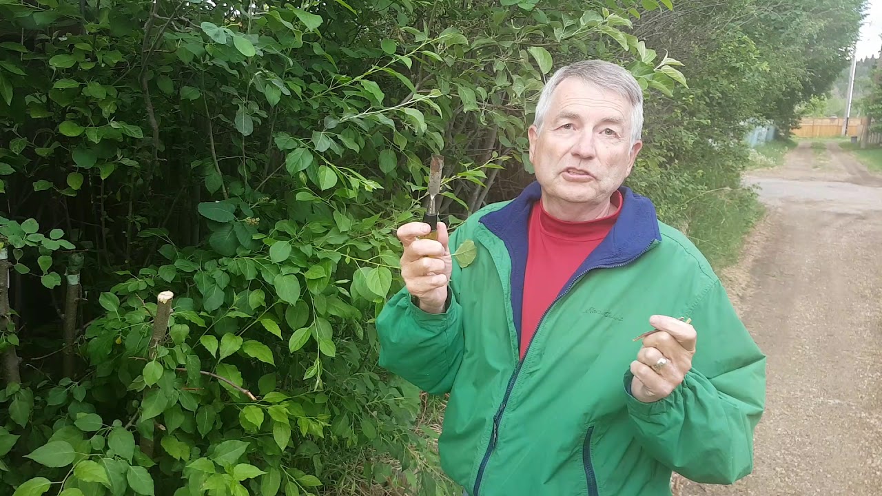 Quick and Easy Cleft Grafting for Fruit Trees