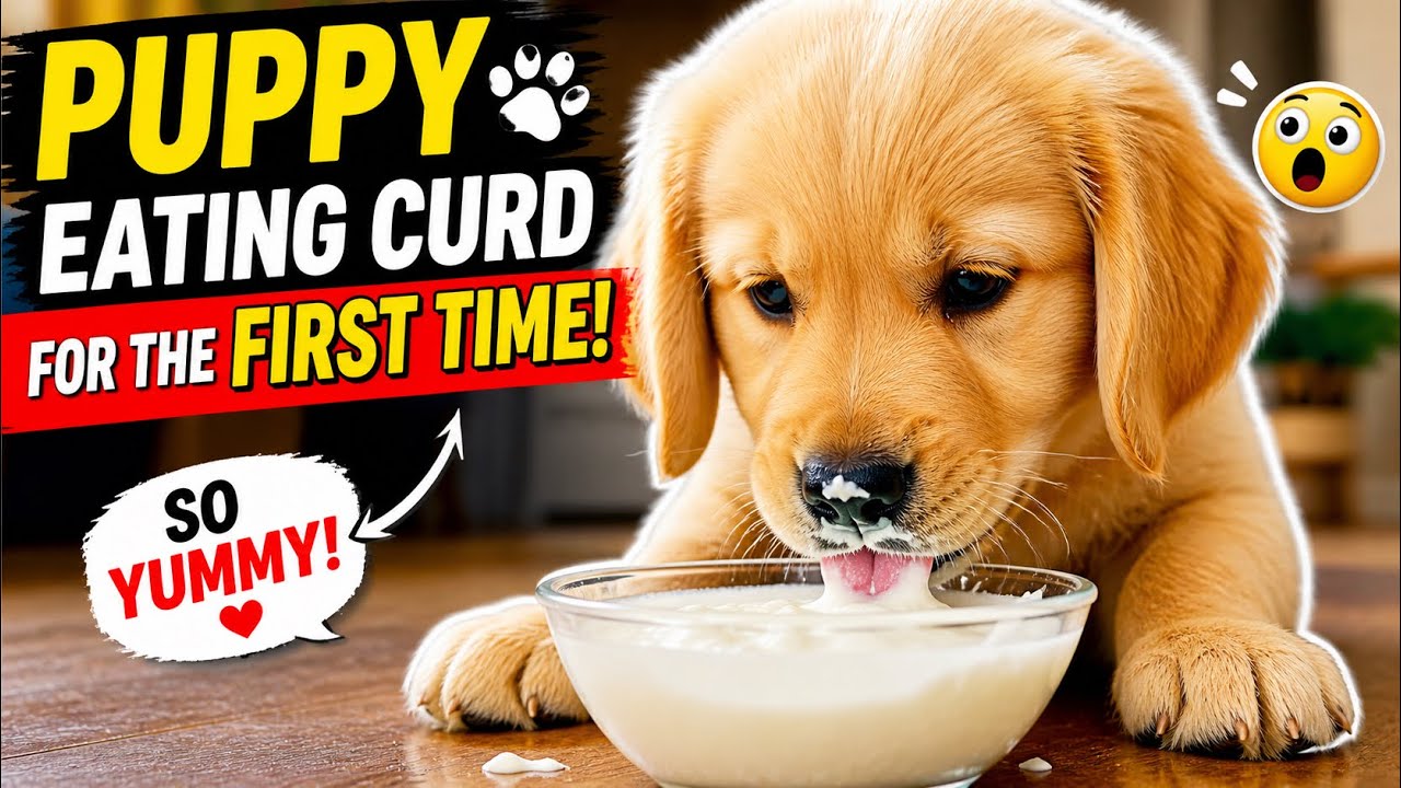 Golden Retriever puppy eating curd for the first time #goldenretriever  #puppy 