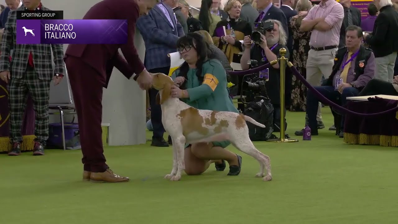 Bracco Italiano | Breed Judging 2025