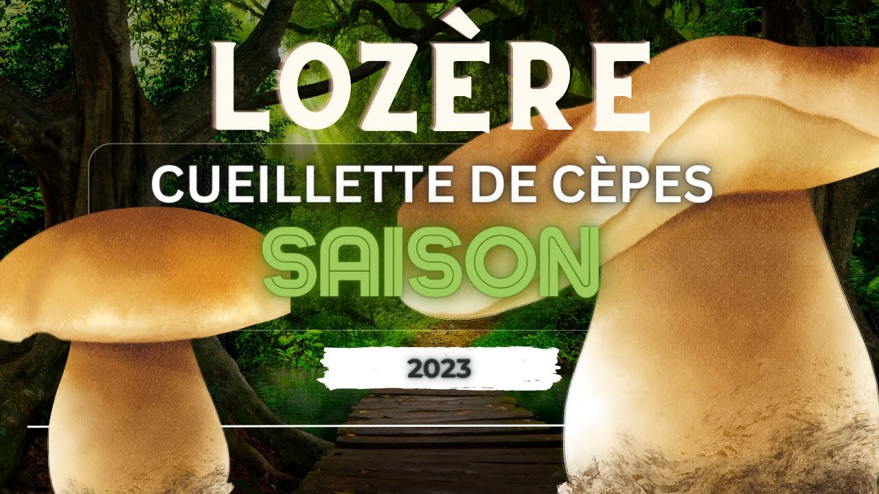 Cueillette Magique de C&egrave;pes en Loz&egrave;re 2023 🍄✨