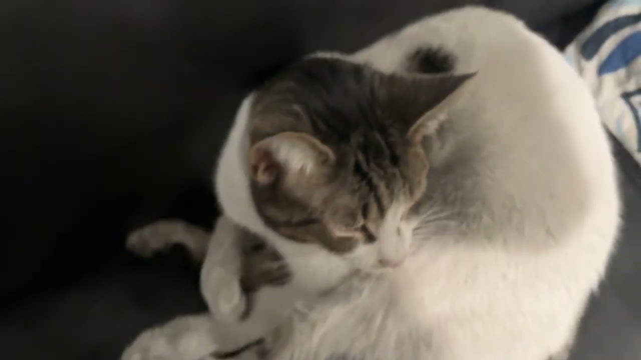 Showing my cats part 2