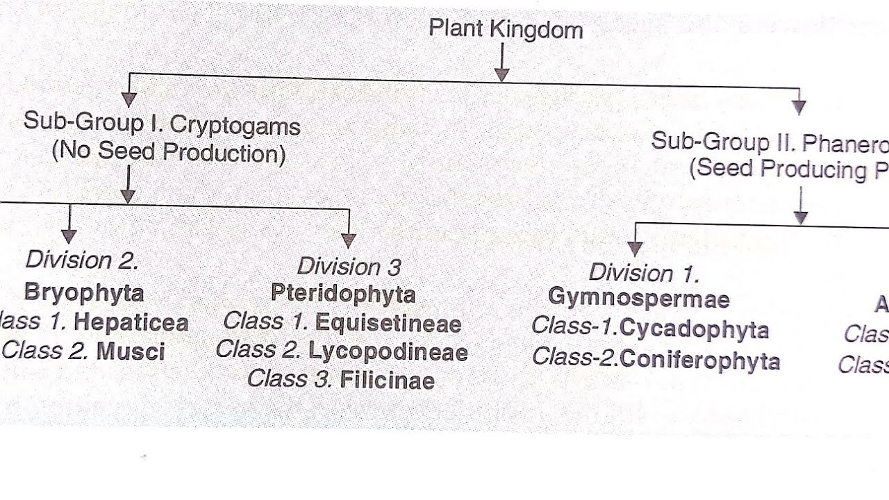 Classification of Plant Kingdom.Very Imp for SSB TGT and NEET Aspirants.Helpful for +2, +3 students