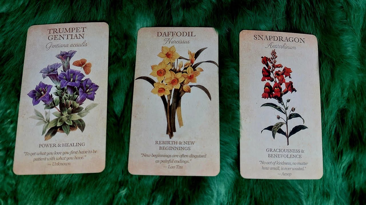 HỌ CÓ ĐANG NGHĨ ĐẾN BẠN VÀO LÚC NÀY KHÔNG? @EvelynTarot