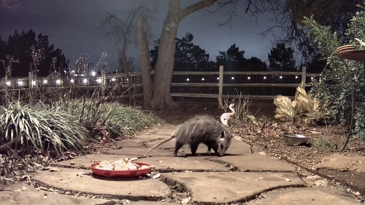 Tidbit the Opossum 02 02 2026 2248h