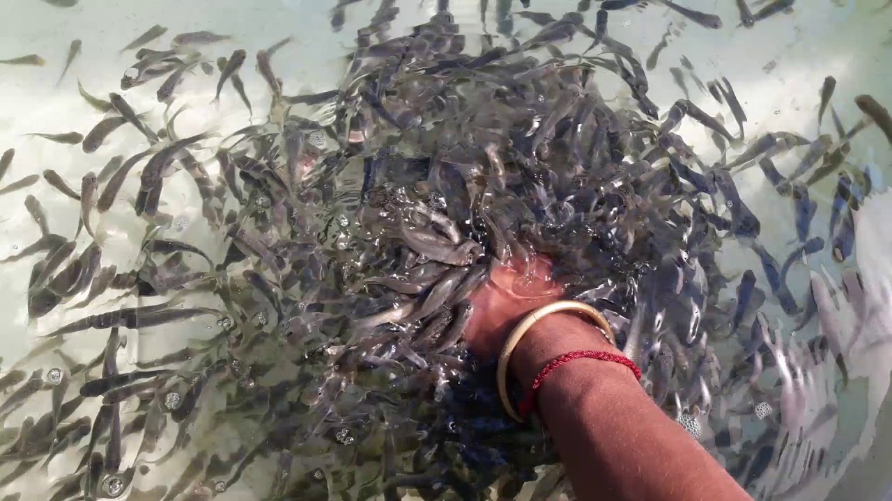 Fish pedicure
