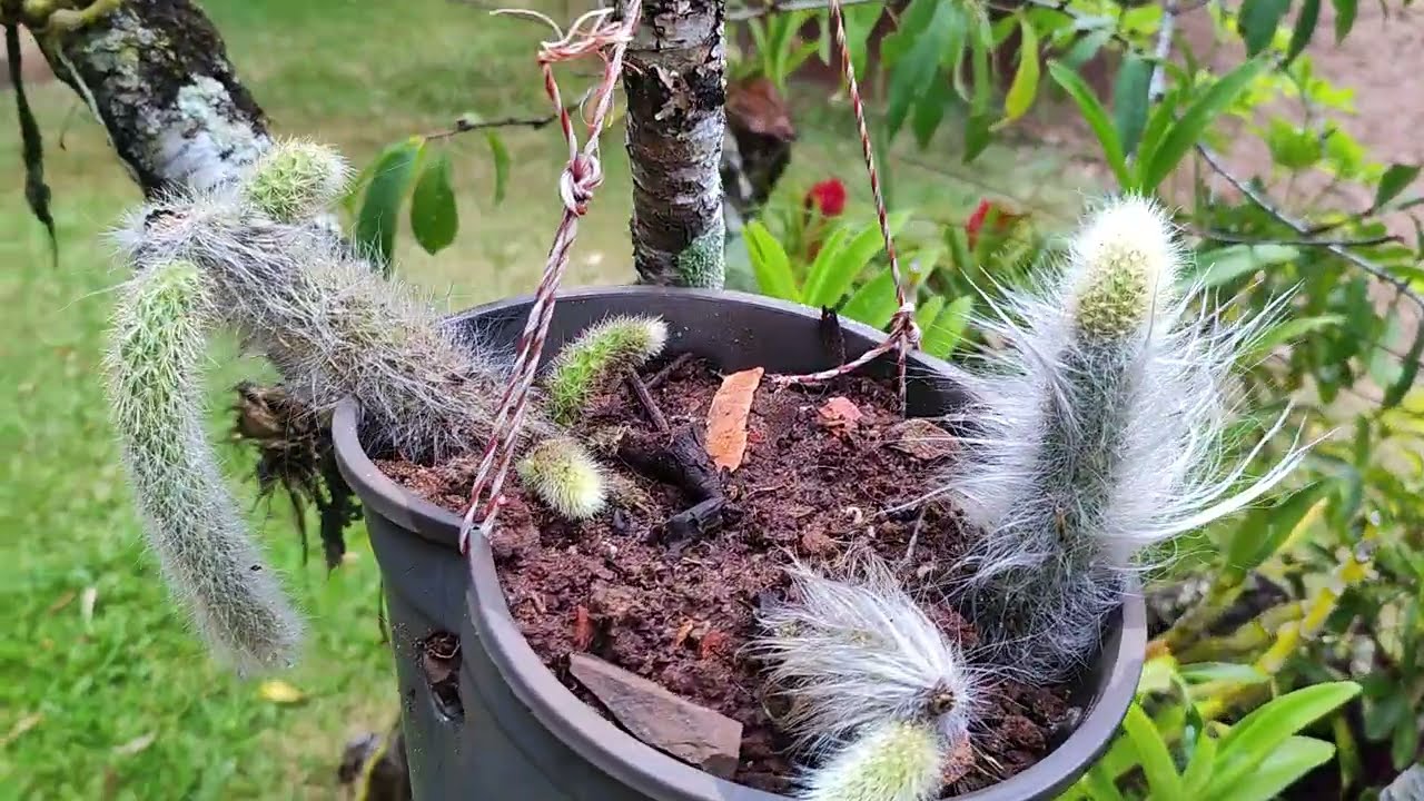 Mostrando o quintal #plantas .