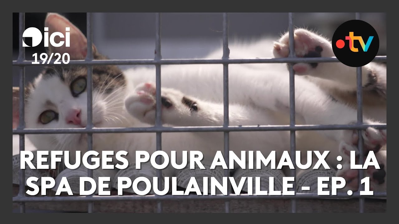 La SPA de Poulainville : dans le quotidien des refuges pour animaux - Ep. 1/4