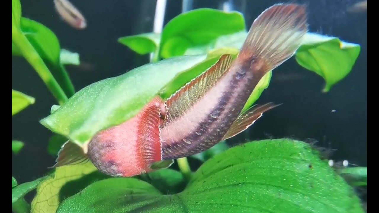 Betta Rubra Paarung / Revier Verteidigung (mating and fighting)
