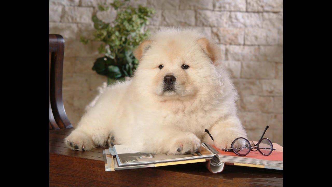 Chow Chow Cutest - Pet Lovers United States