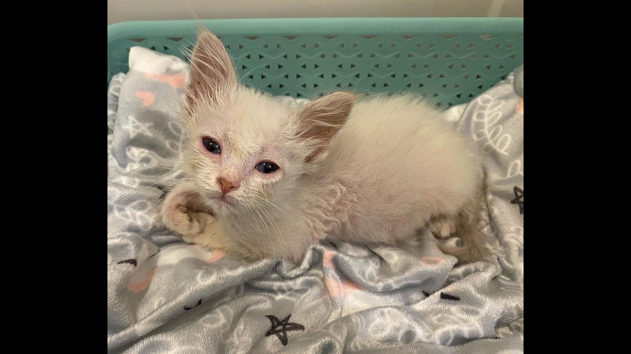 He was in bad shape who transformed into cute and adorable kitten