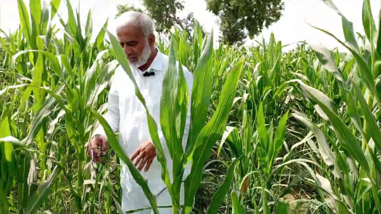 Intercropping of Maize ( fooder crop) in Sugarcane crop is an excellent experience of this grower.