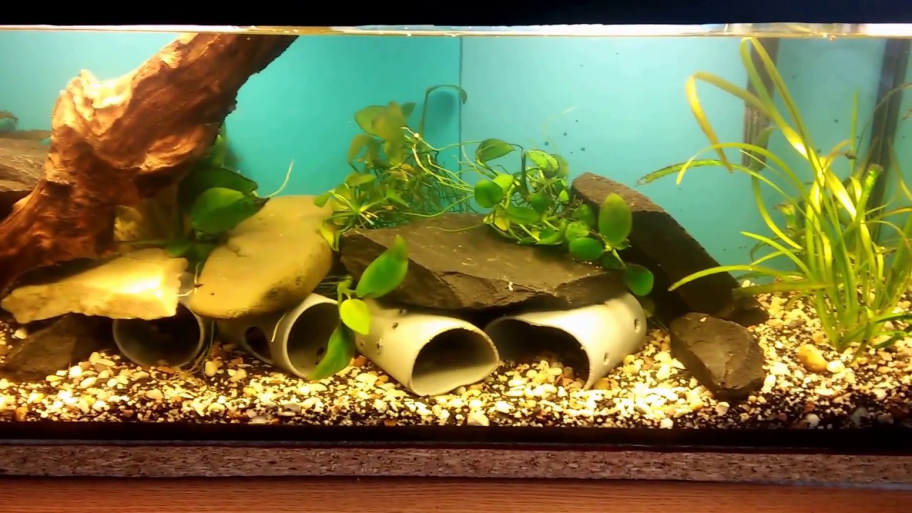 Запуск аквариума с мраморными раками / Running an aquarium with marble crawfish