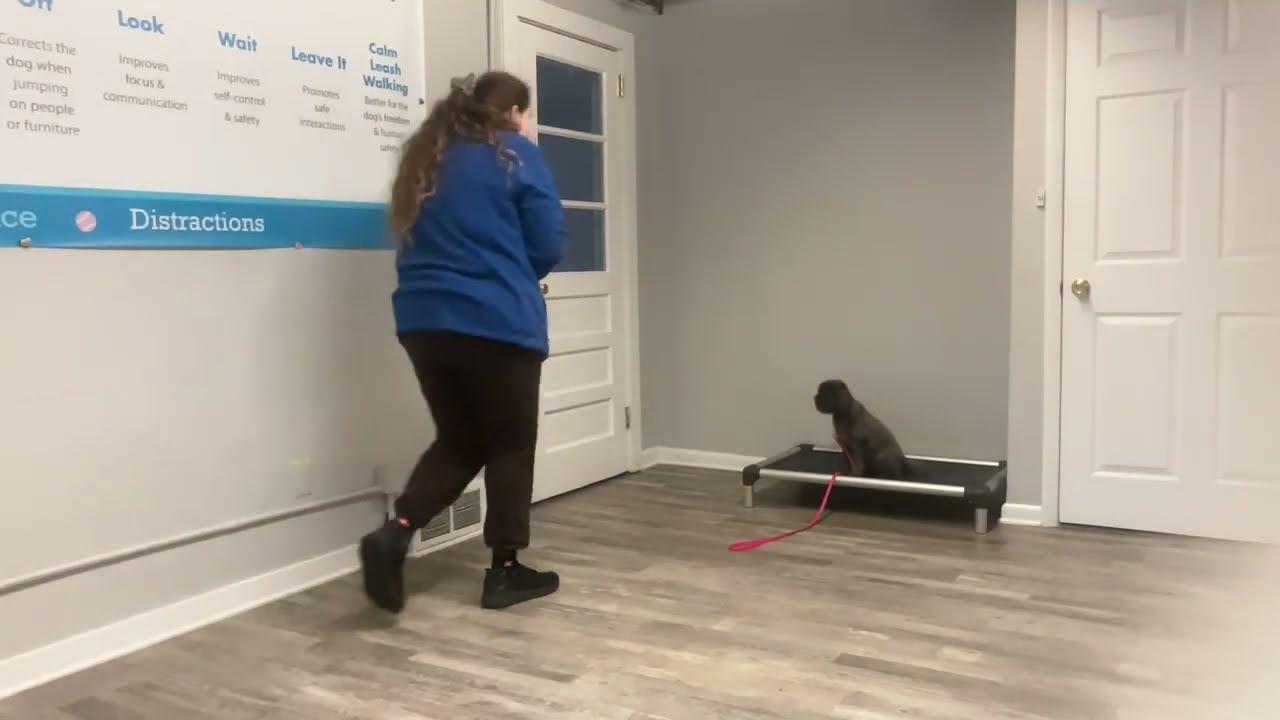 Nellie- Working on sit, down, place, wait, leave it, and come