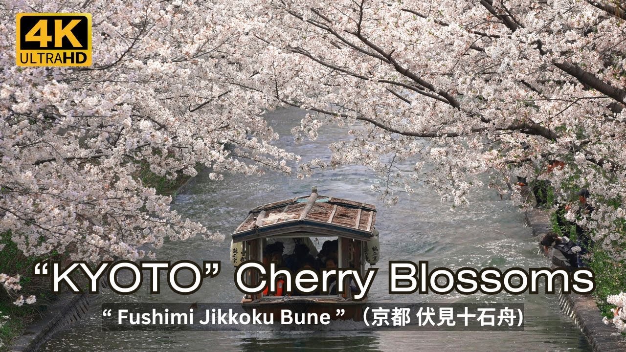 KYOTO Cherry Blossoms (Fushimi Jikkoku Bune) 京都の桜（伏見十石舟）