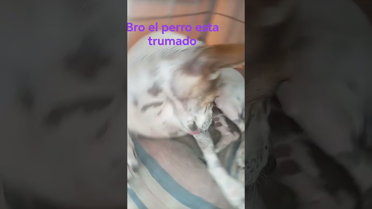 pobre perro gael & cotito