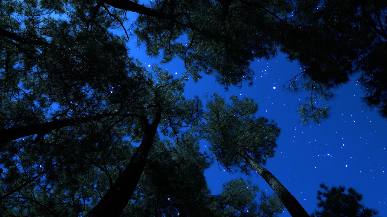 Crickets & Owl Under the Starry Night | Gentle Wind Trees for Deep Sleep & Relaxation | 10 Hours