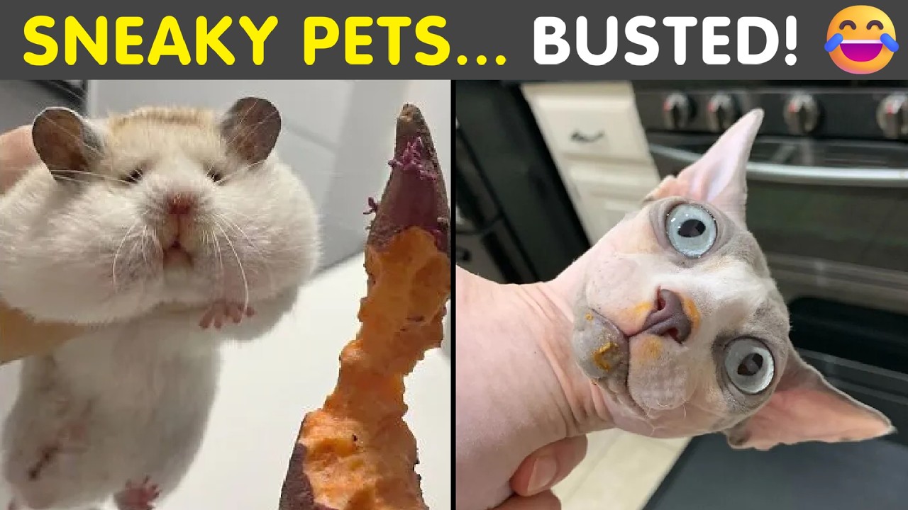 Pets Busted Stealing Food… And Their Faces Say Everything 😂