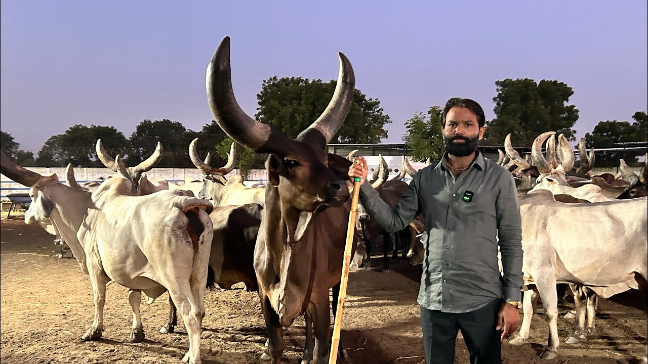 कांकरेज गायों से करोड़ो की कमाई । लालाभाई कुंझाड़ कांकरेज ब्रीडर ।@indianAgrovet 