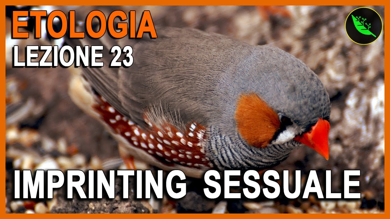 APPRENDIMENTO: IMPRINTING SESSUALE  -Etologia Lezione 23