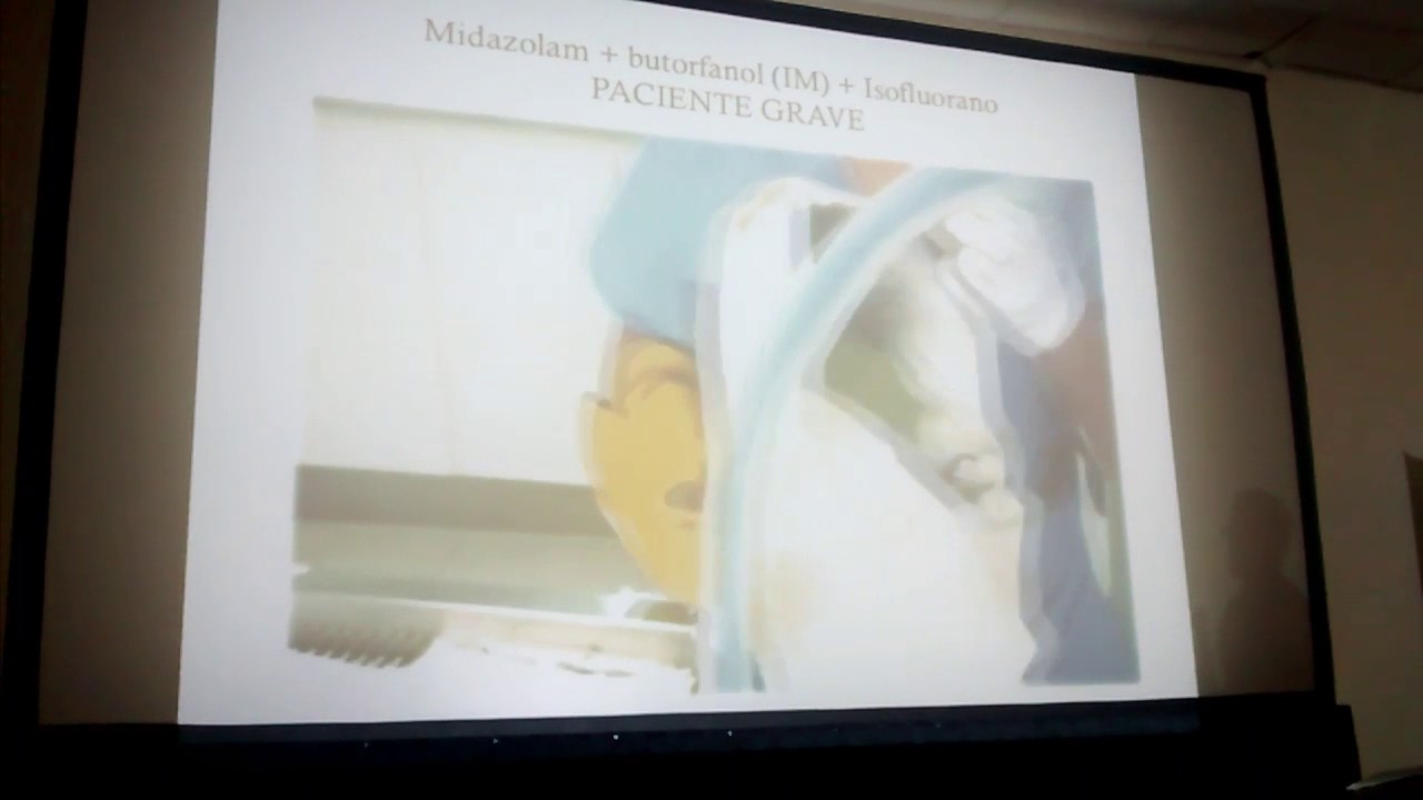 Anestesia en psitacidos