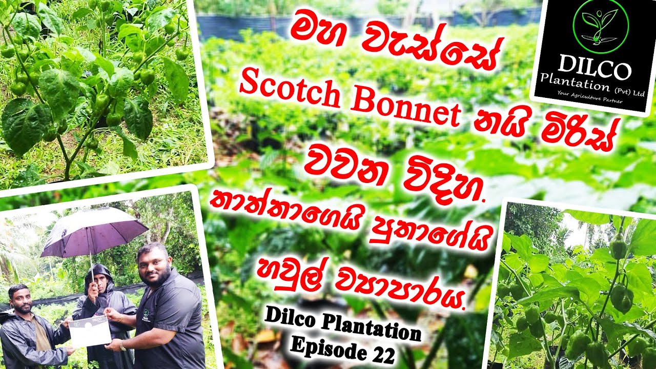 මහා වැස්සෙත් ලාස්සනට නයි මිරිස් වවන, තාත්තගෙයි පුතාගෙයි හවුල් ව්‍යාපාරය - Dilco Plantation Ep - 22