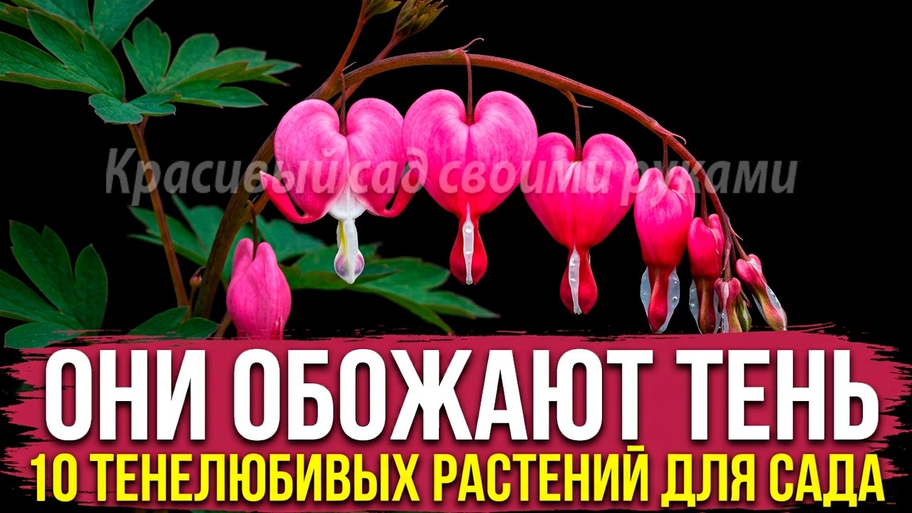 ЗАБУДЬ О ГОЛОЙ ЗЕМЛЕ: 10 ТЕНЕЛЮБИВЫХ РАСТЕНИЙ ДЛЯ САДА