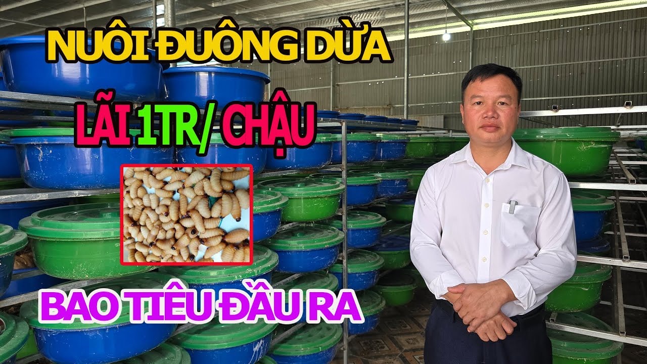 Trại Đuông Dừa Tuyên Quang Bật Mí KĨ Thuật Chăn Nuôi , Hiệu Quả Cao - Bao Đầu Ra , Đầu vào