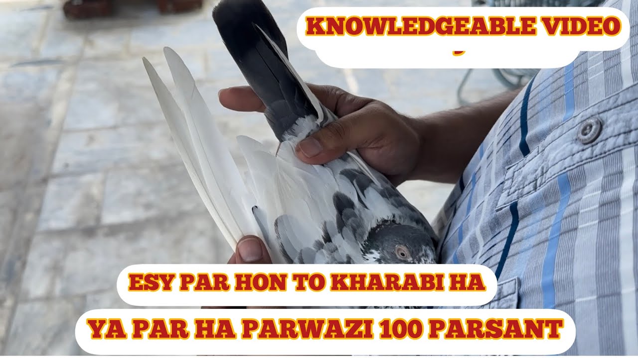 AJ KA SHOKE SAWAL ||JAWAB  KA AP KE SAWALON KA || JAWAB OR SATH RECORD HOLDER PAIR KA SHOKE