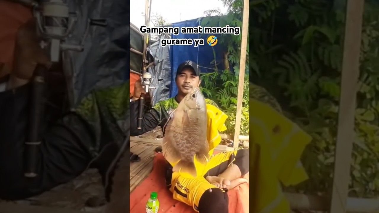 MANCING GURAME‼️UMPAN GURAME PALING JITU‼️ #mancinggurame #umpanguramepalingjitu  #peletaray