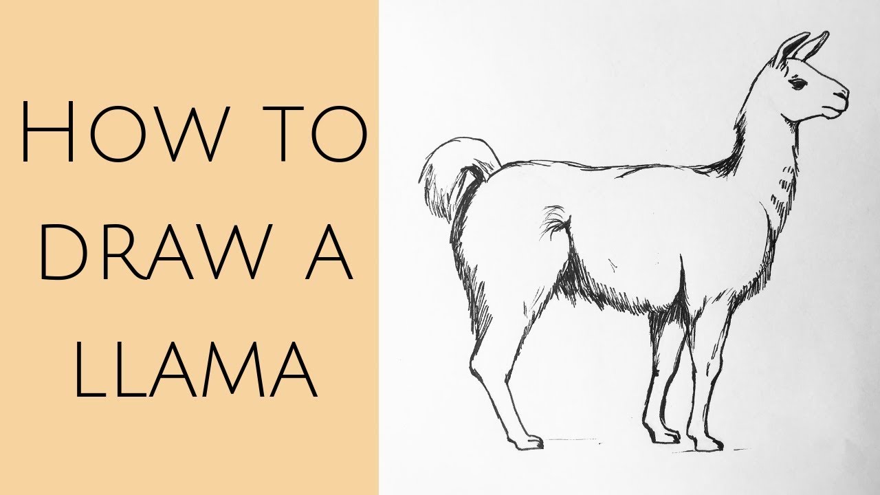 How to draw a llama