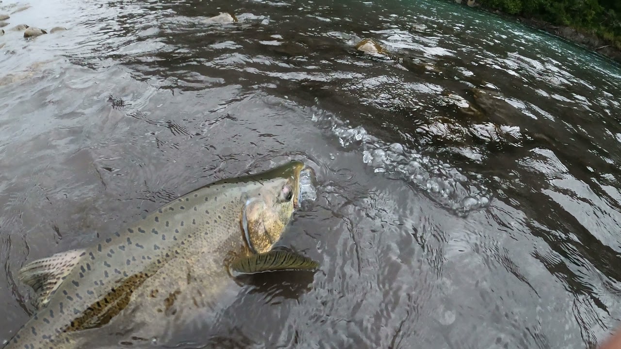 Pesca con mosca - Salmon Chinook Chile