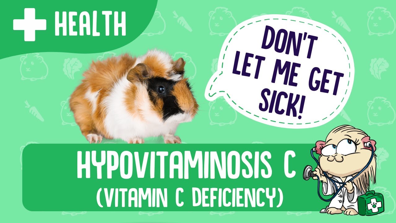 Vitamin C Deficiency in Guinea Pigs