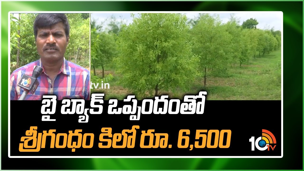 బై బ్యాక్ ఒప్పందంతో శ్రీగంధం సాగు.. | buy back Agreement | Sri Gandham Farming | 10TV