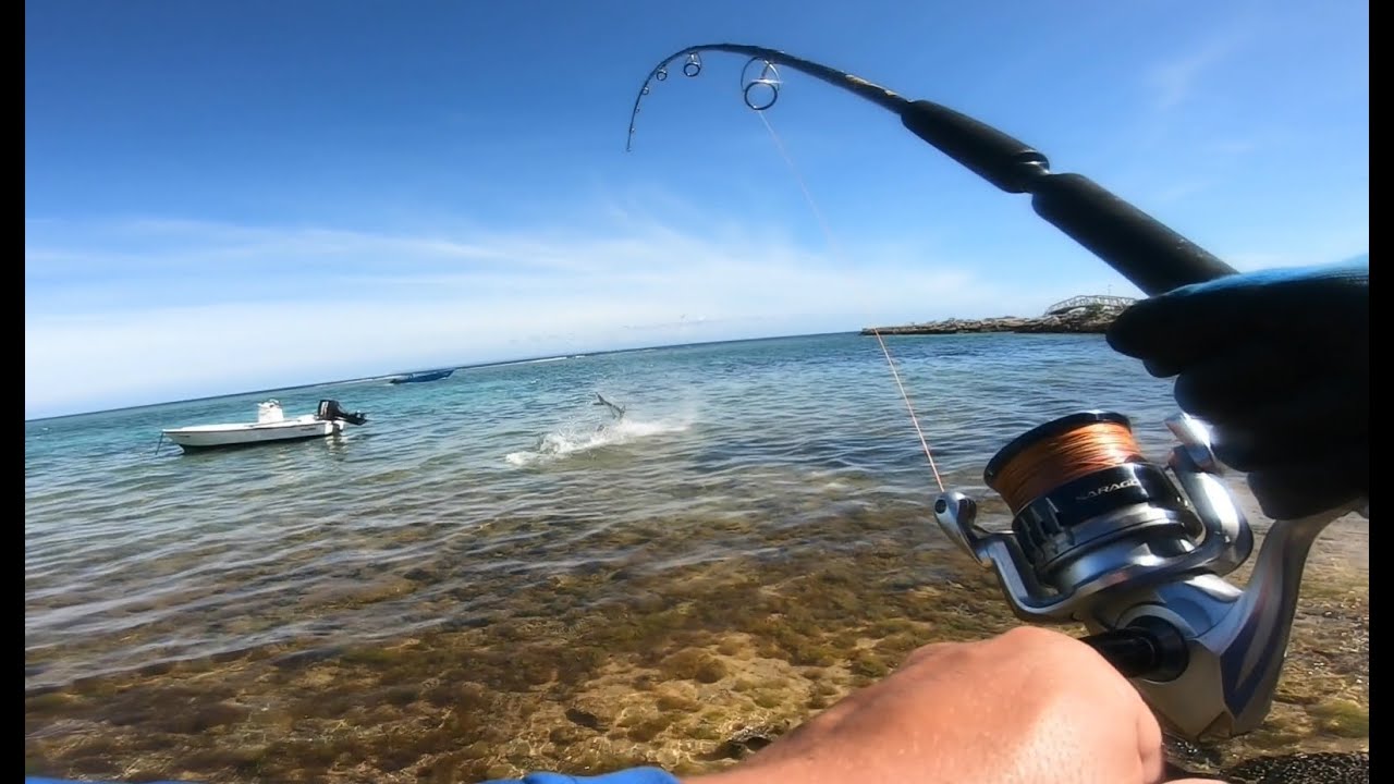 Traque et pêche des tarpons géants de Guadeloupe