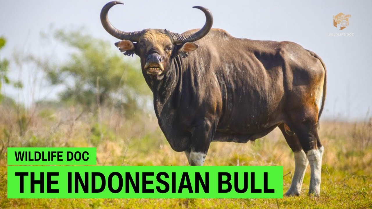 Wild Asia | The Origin Of Banteng - Indonesian Bull | Wildlife Documentary