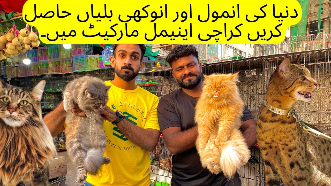 cat market karachi exotic cats saddar animal birds and cat market in karachi 2025 cheapest rates