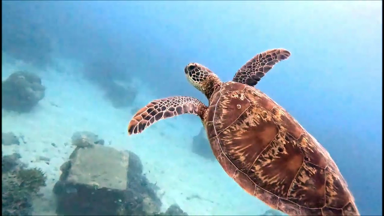 Great Barrier Reef - Dive #2 - Norman Fingers 20250722