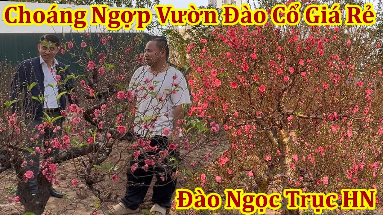 NGẤT NGÂY TRÊN VƯỜN ĐÀO GIÁ RẺ NỞ BUNG NHƯ 30 TẾT