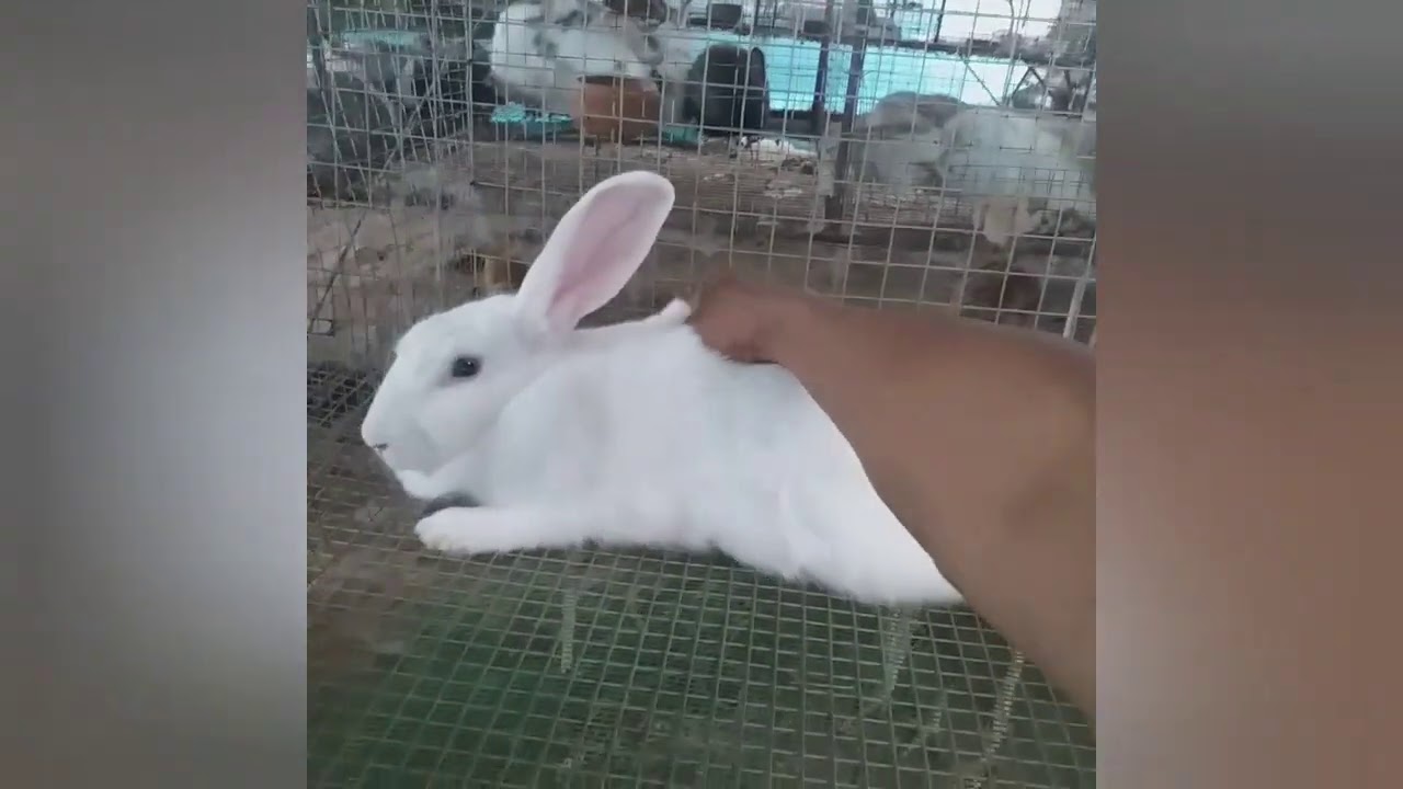 paano mag disinfect sa rabbitry kahit na me mga rabbits.