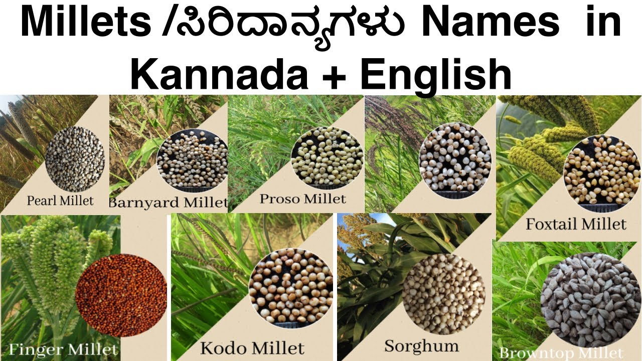Millets in English - Kannada | ಸಿರಿಧಾನ್ಯಗಳು