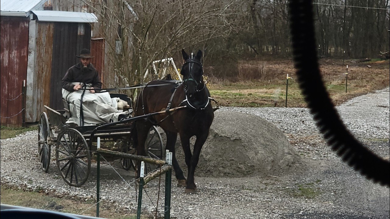 ONE HORSE POWER VS 550 HORSES #horsepower #hp #horse #freightliner #mennonite #truckingvlog